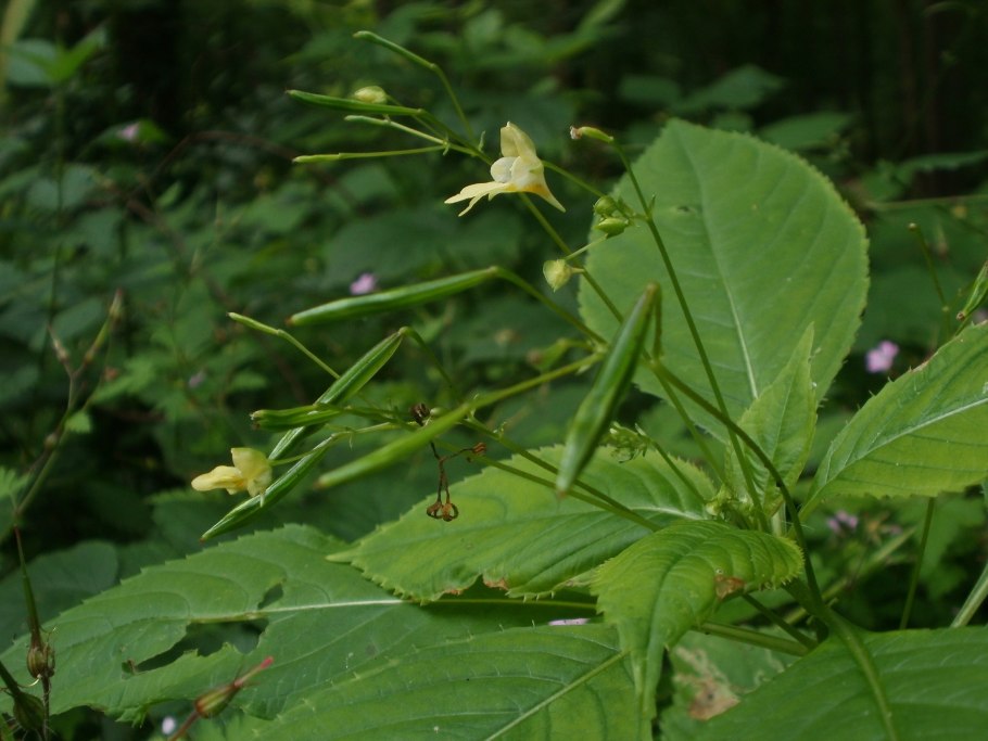 Aeschylus parviflora