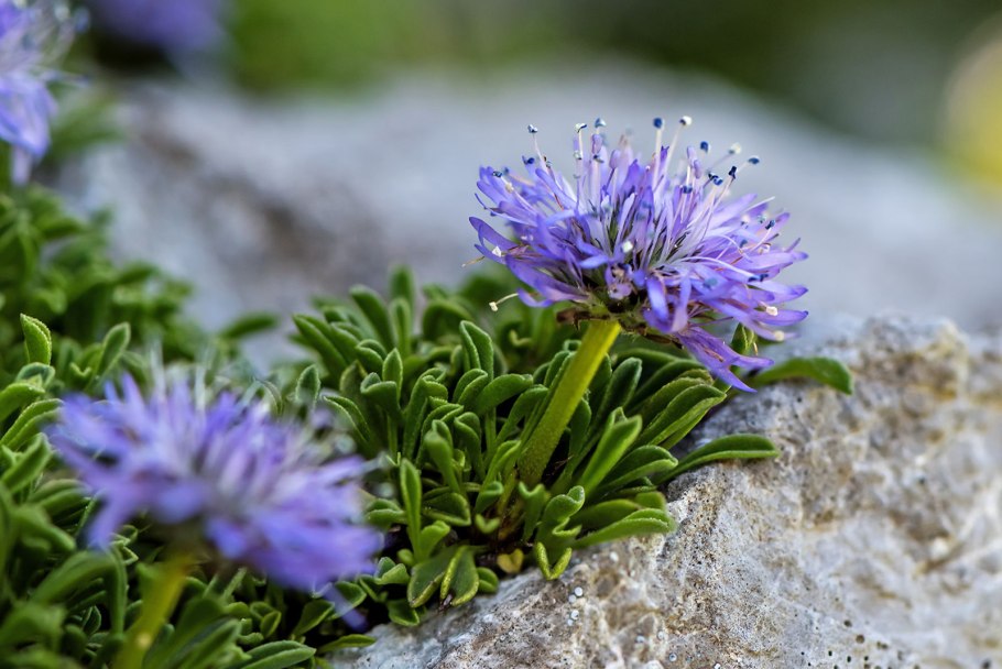 Plants World of Russia