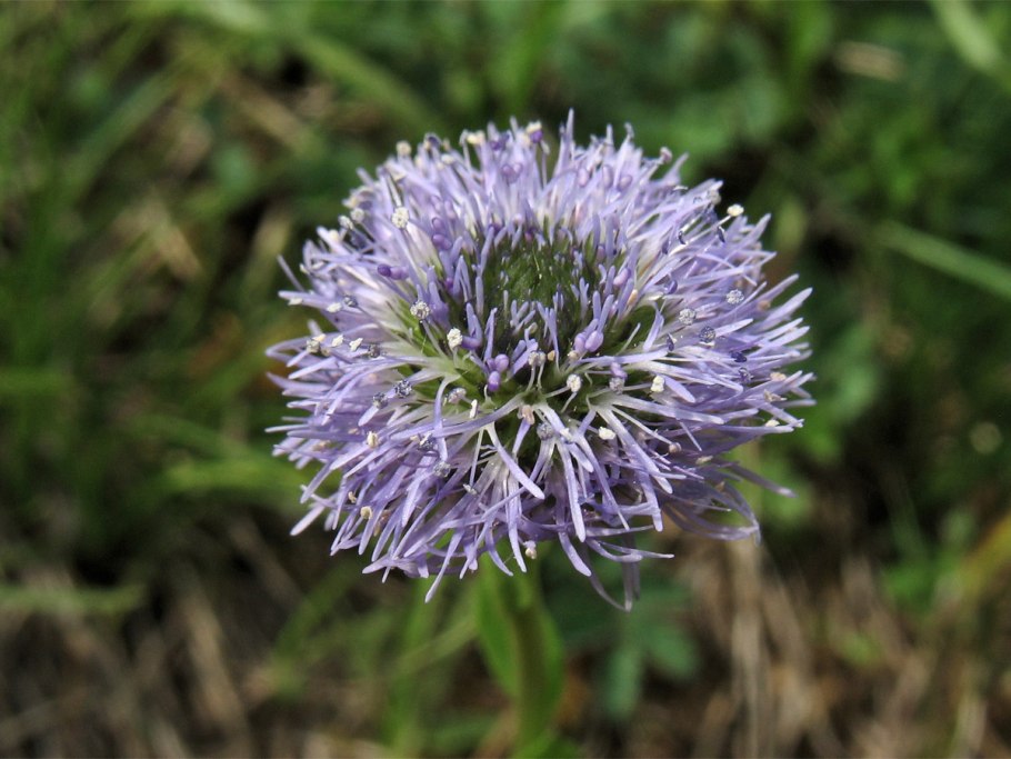 Шаровница точечная (Globularia punctata Lapeyr.).