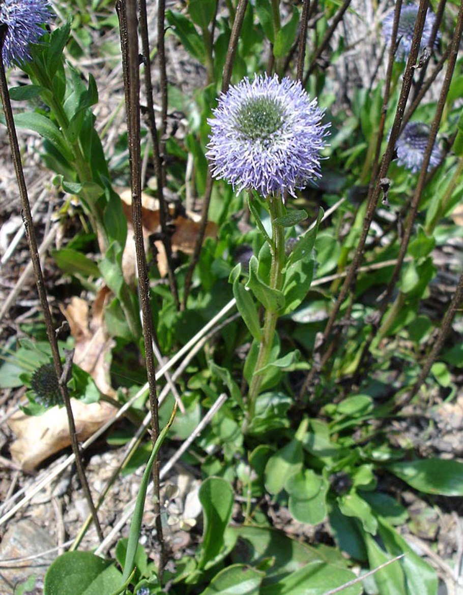 Globularia punctata
