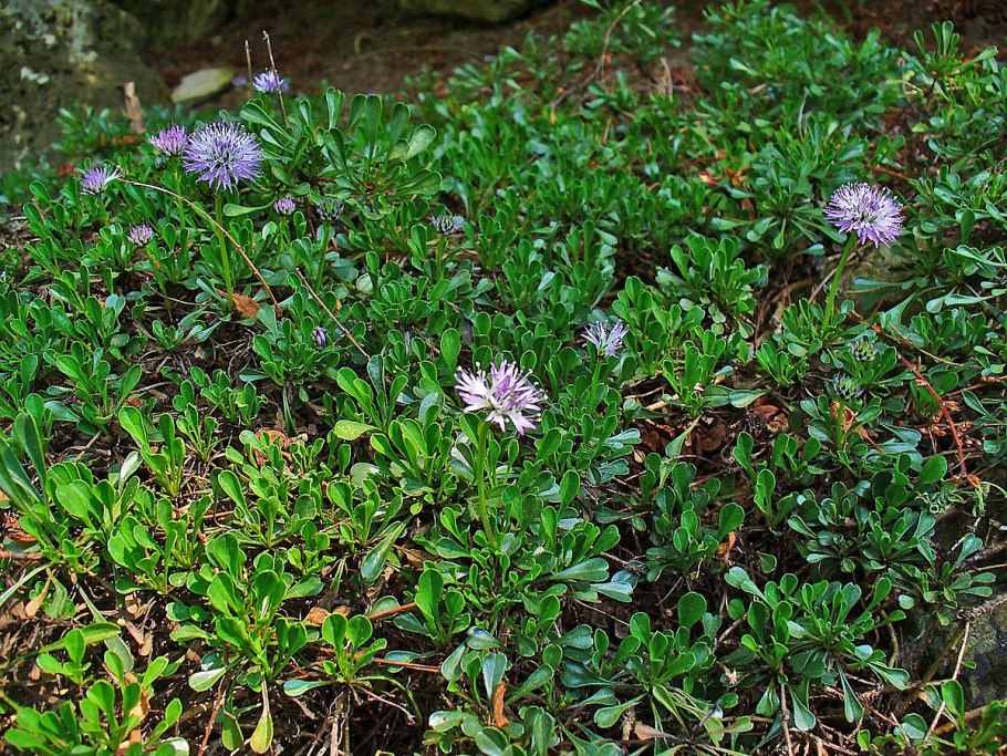 Globularia vulgaris