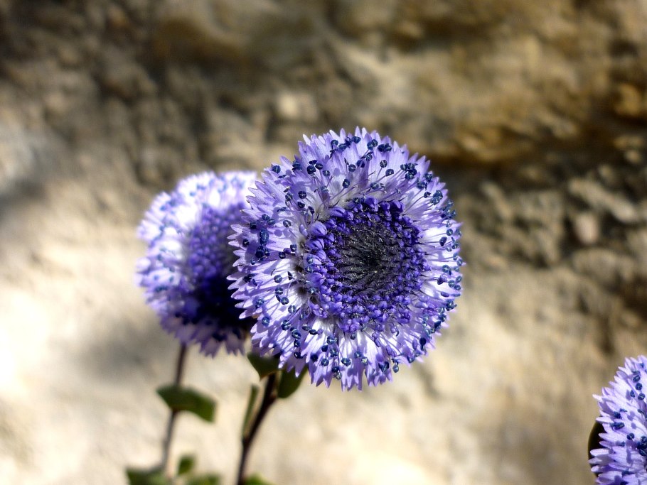 Глобулярия сердцевиднолистная