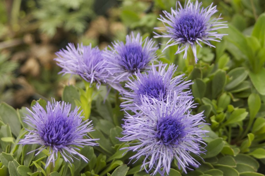 Глобулярия кустовая