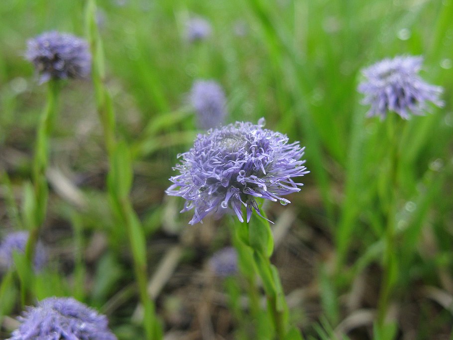 Шаровница точечная (Globularia punctata Lapeyr.).