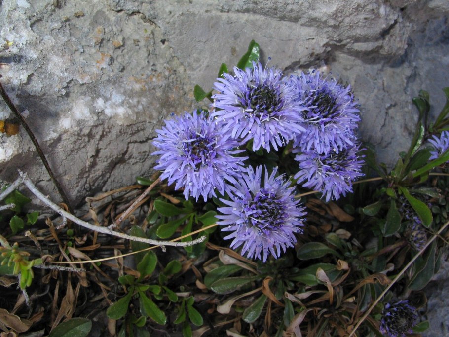 Globularia willkommii