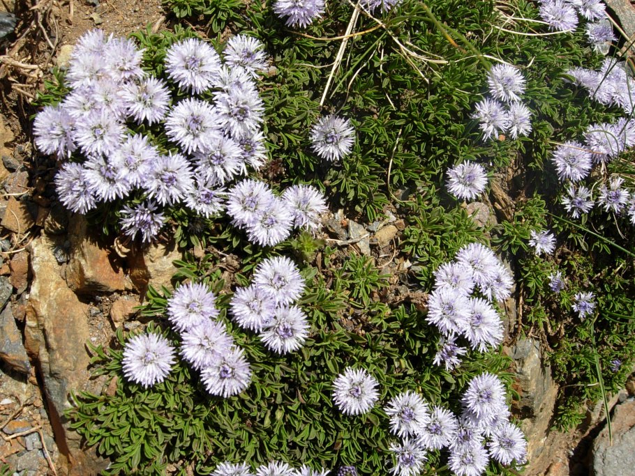 Глобулярия шаровница