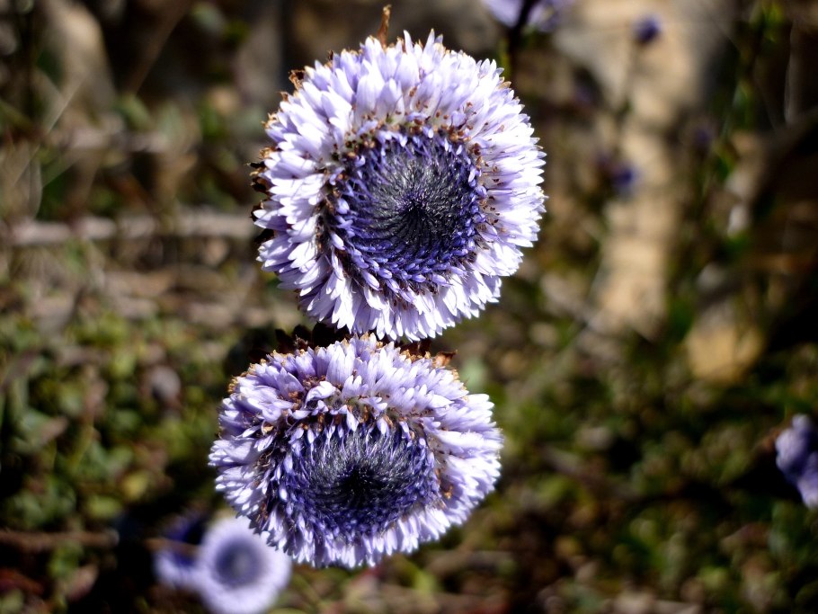 Шаровница сердцелистная