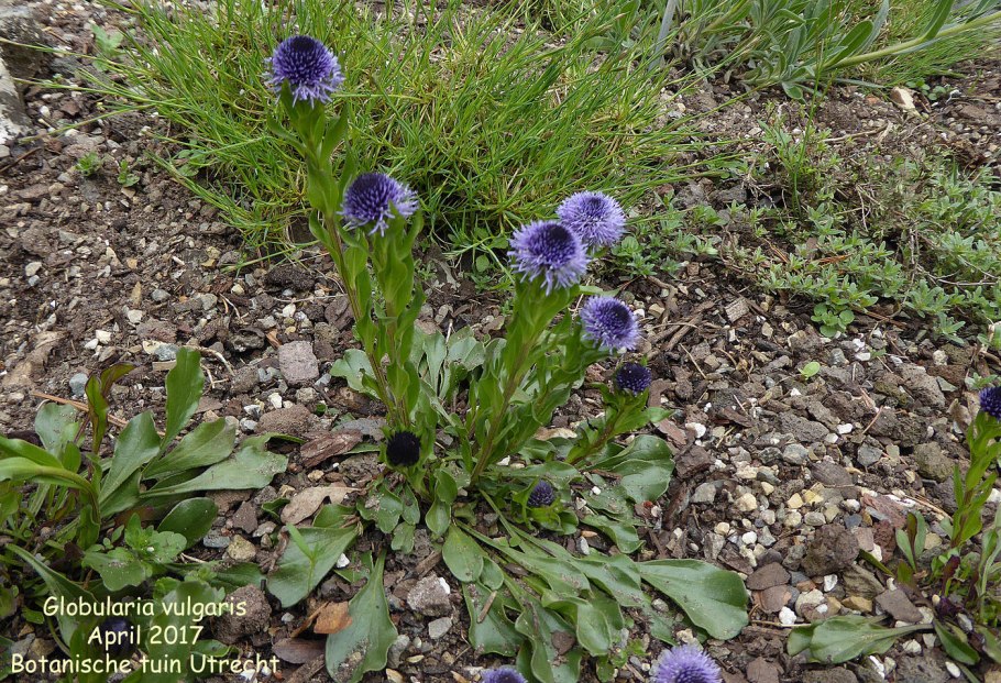 Globularia bisnagarica
