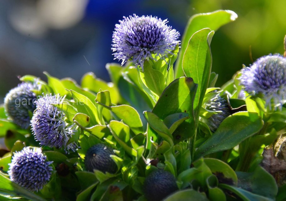 Глобулярия шаровница