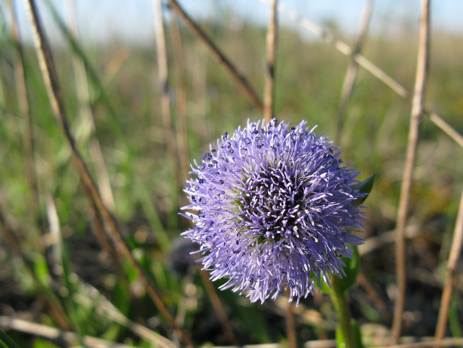 Глобулярия ползучая Альба