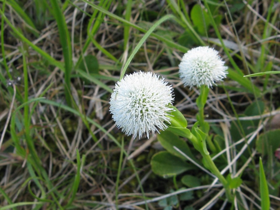 Echinops sphaerocephalus
