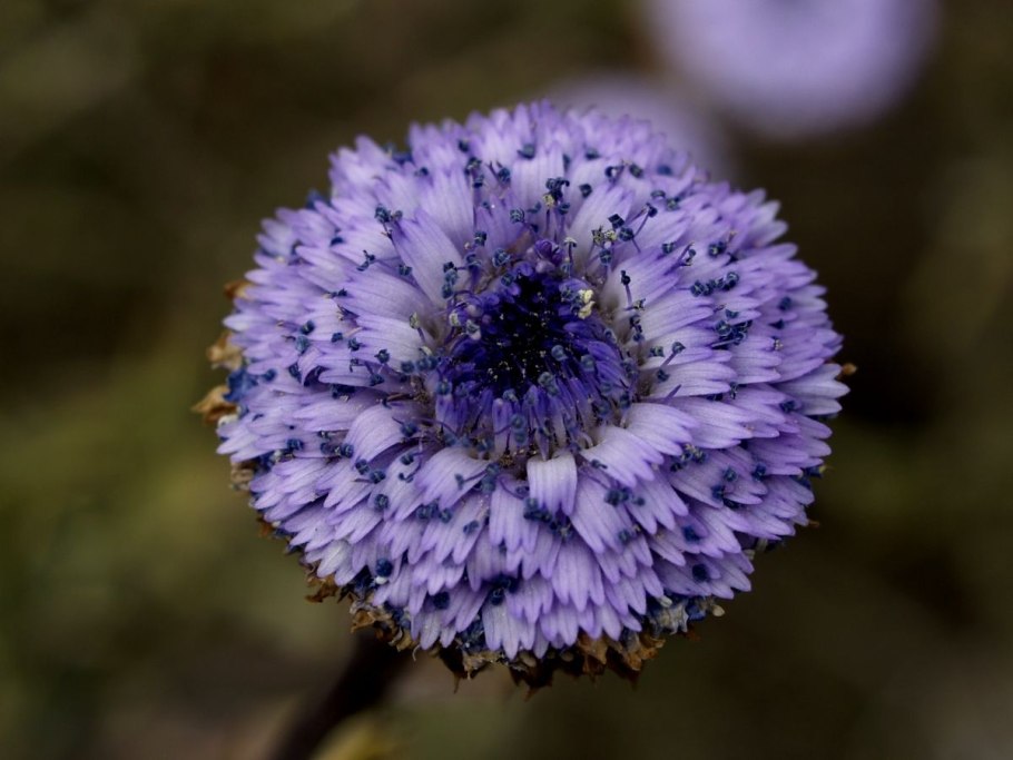 Глобулярия ползучая