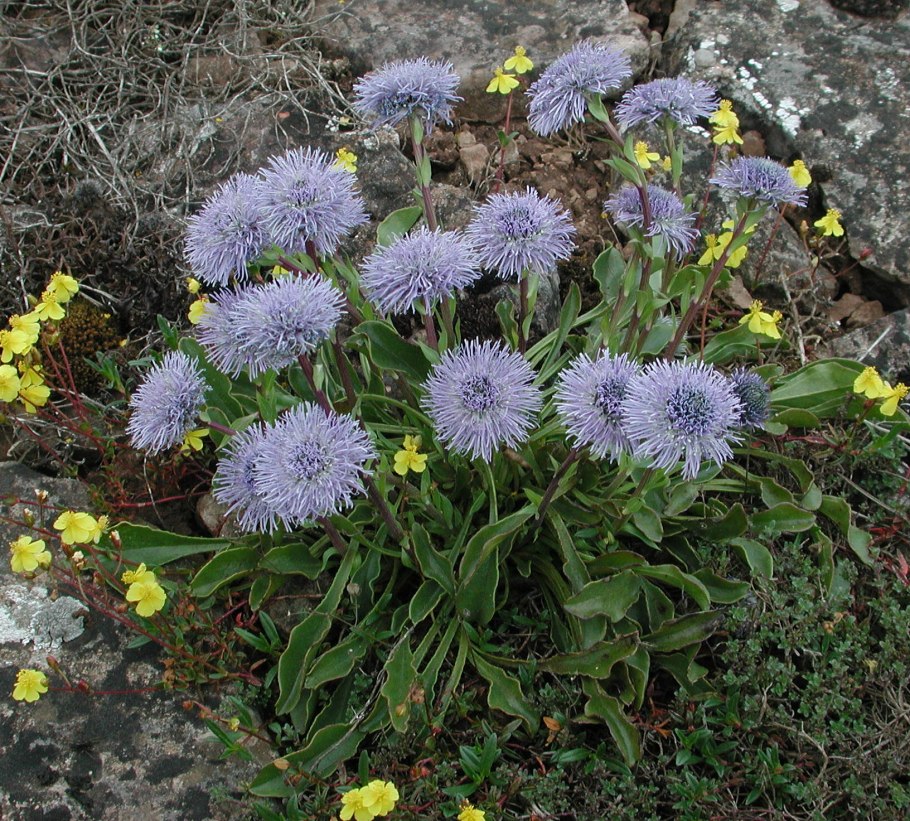 Globularia trichosantha