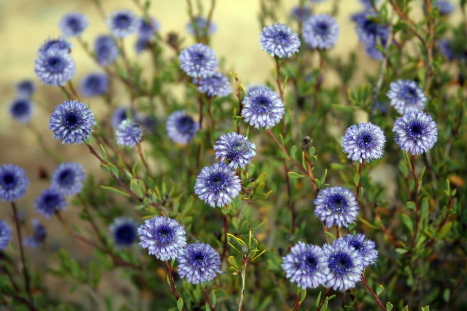 Globularia cordifolia