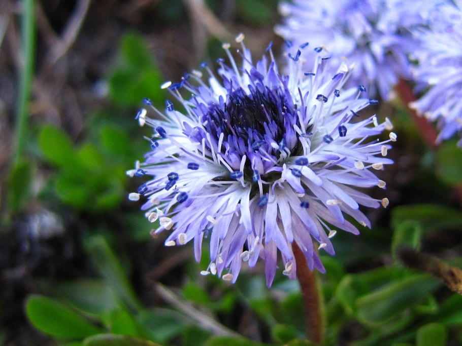 Globularia vulgaris