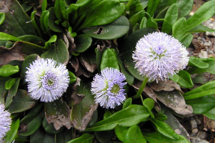 Шаровница волосоцветковая в красной книге Крыма