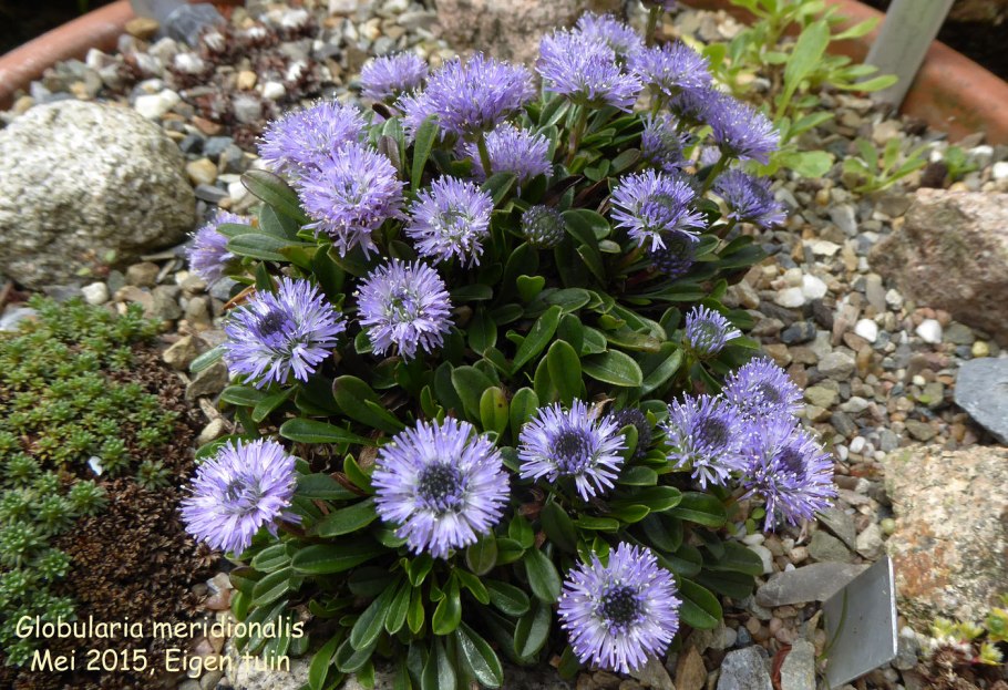 Globularia cordifolia