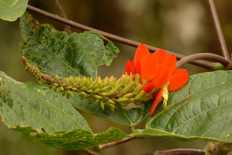 Эритрина широколистная