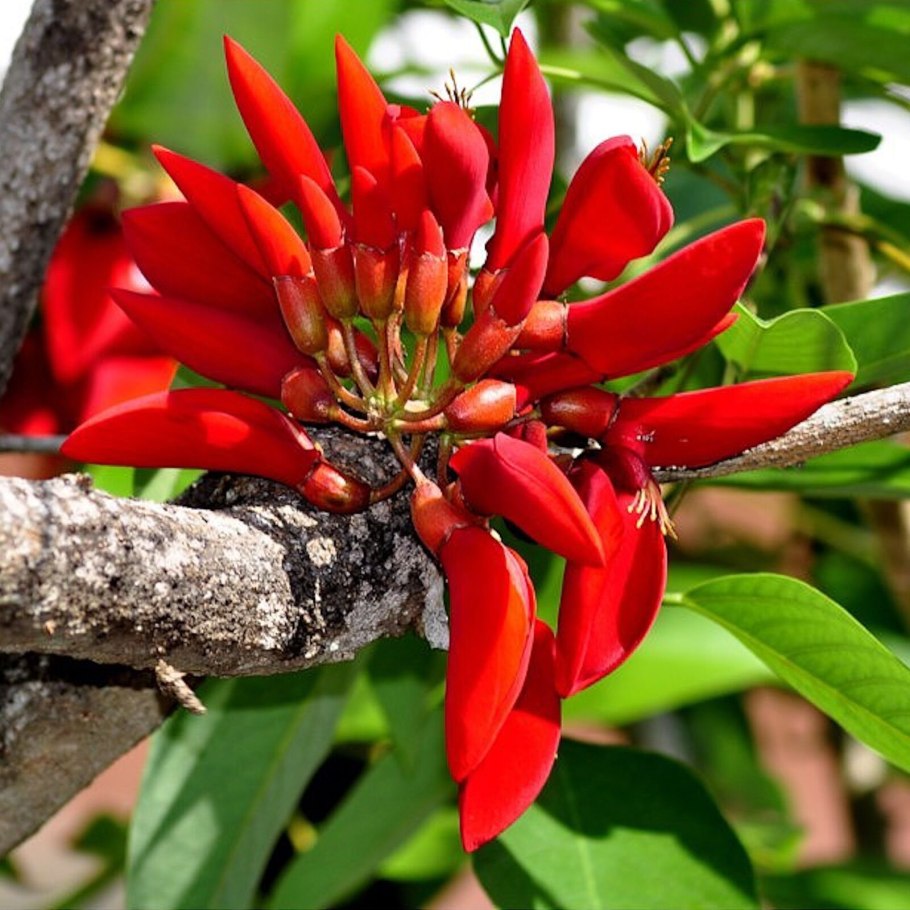 Эритрина Абиссинская