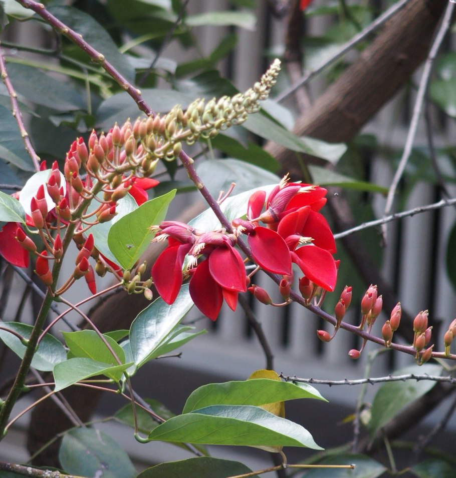 Erythrina acanthocarpa