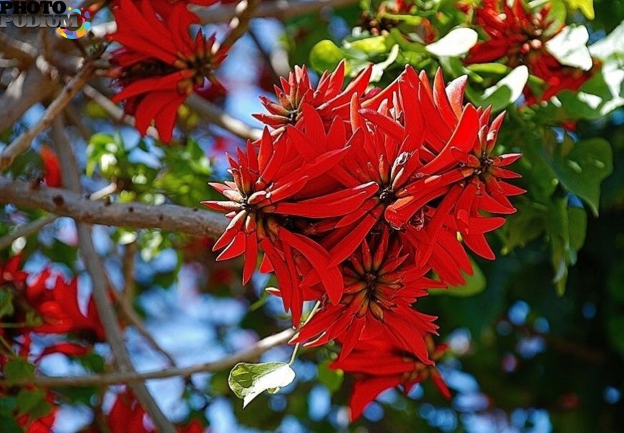Erythrina Amazonica