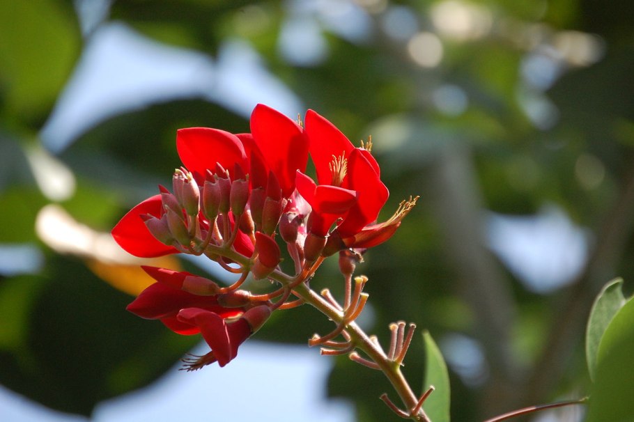 Erythrina bidwillii