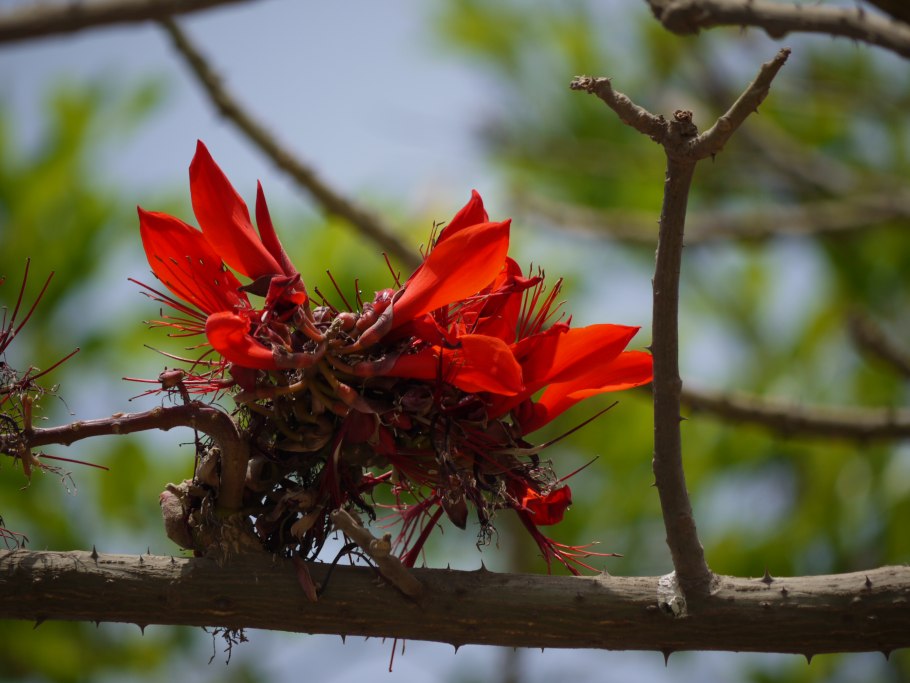 Коралловое дерево эритрина в горшке купить
