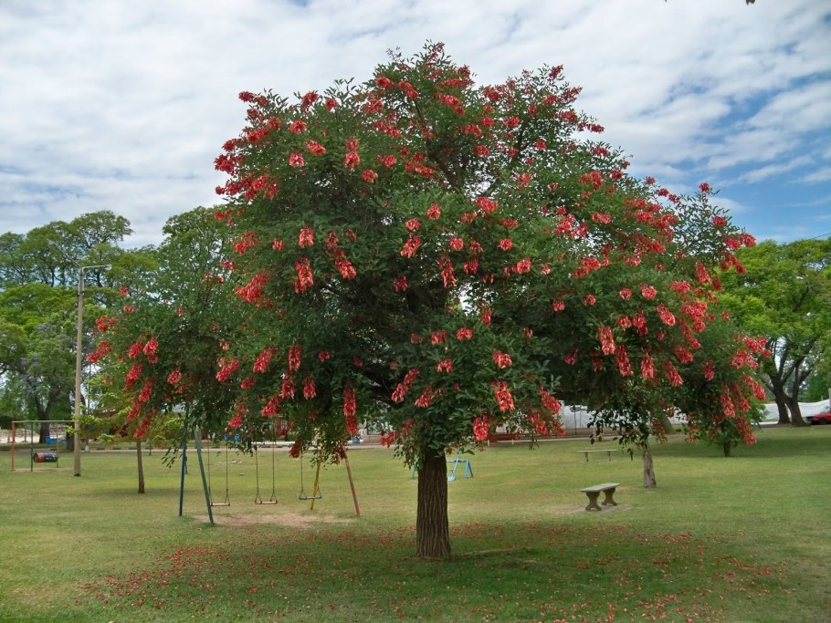Erythrina acanthocarpa