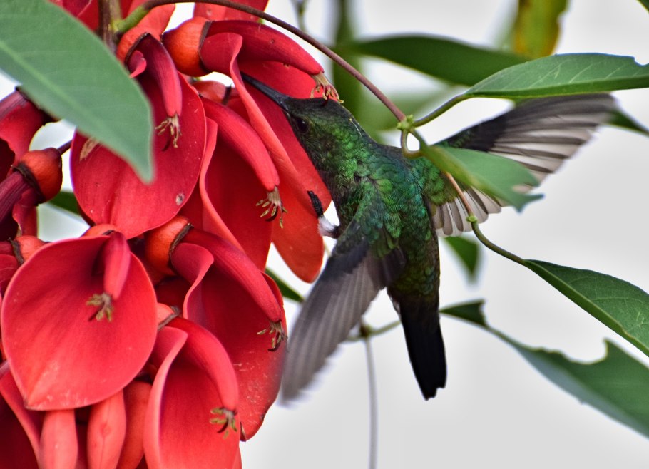 Красная и оранжевая эритрина