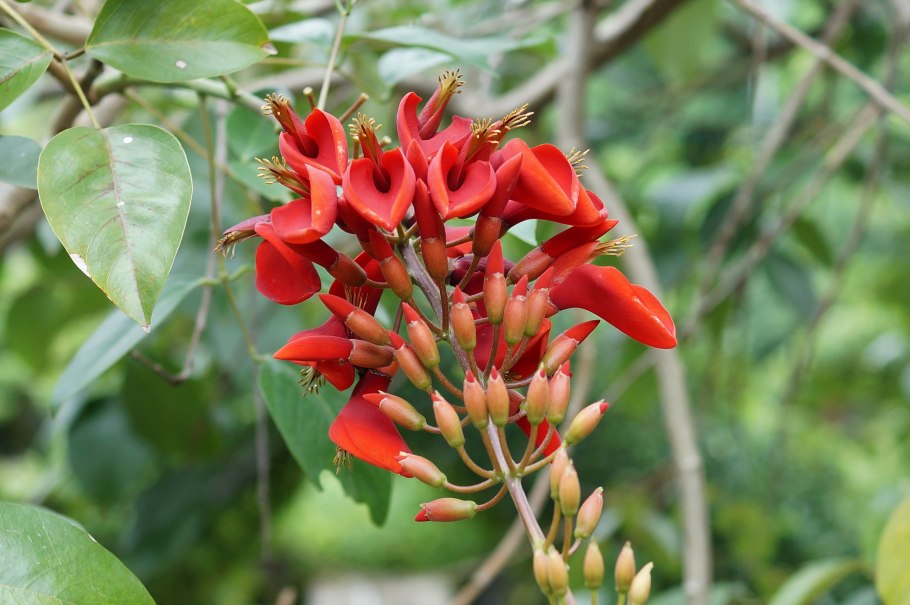 Hoffmannia arborescens