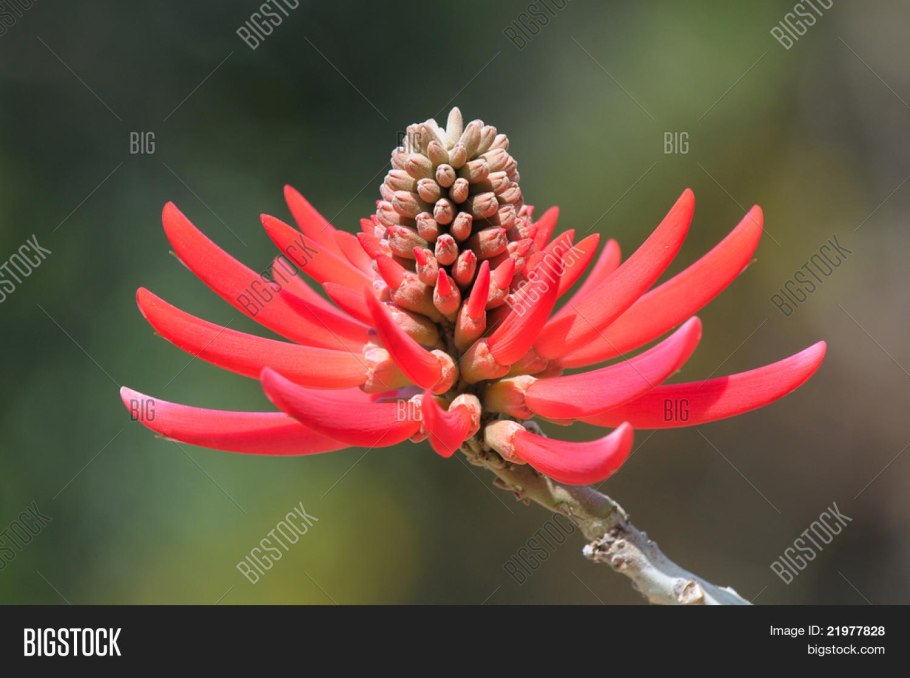 Флор де Сейбо цветок