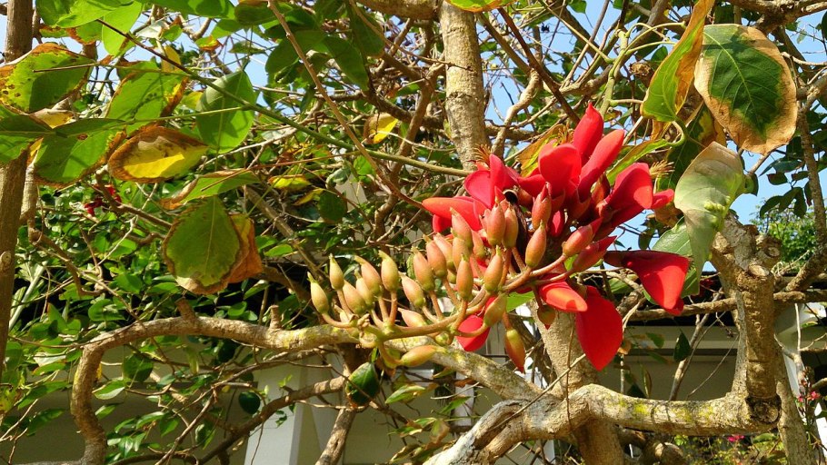 Erythrina crista galli