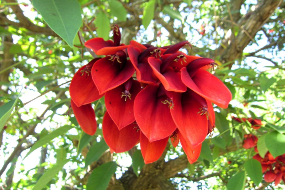 Эритрина Пурпл