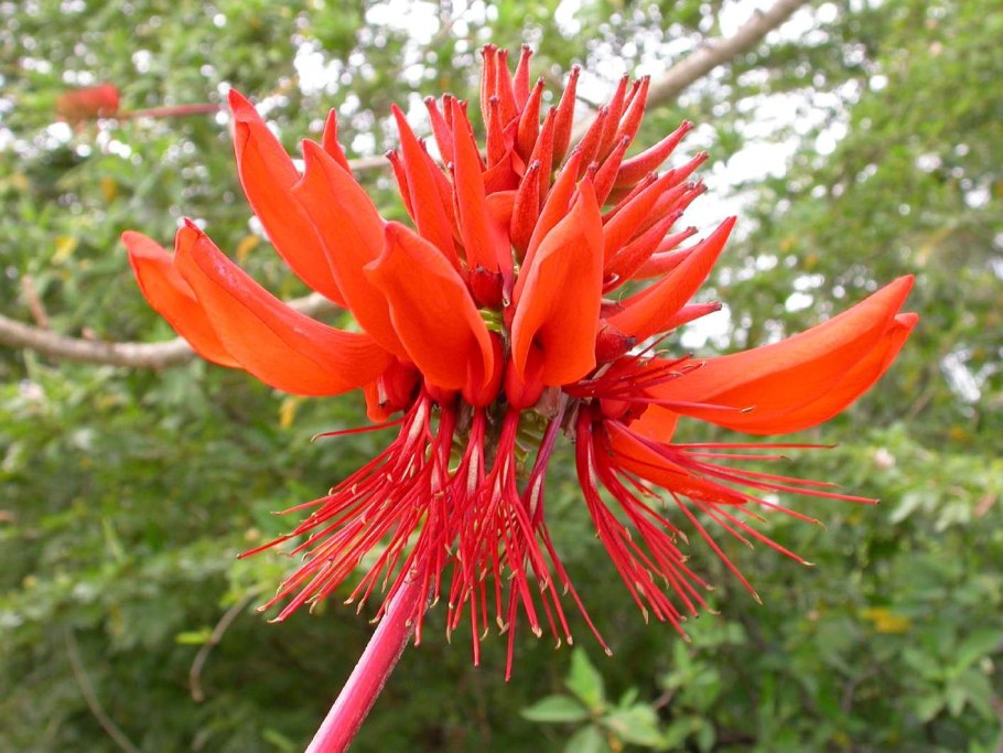 Erythrina arborescens