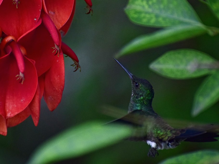 Erythrina crista galli