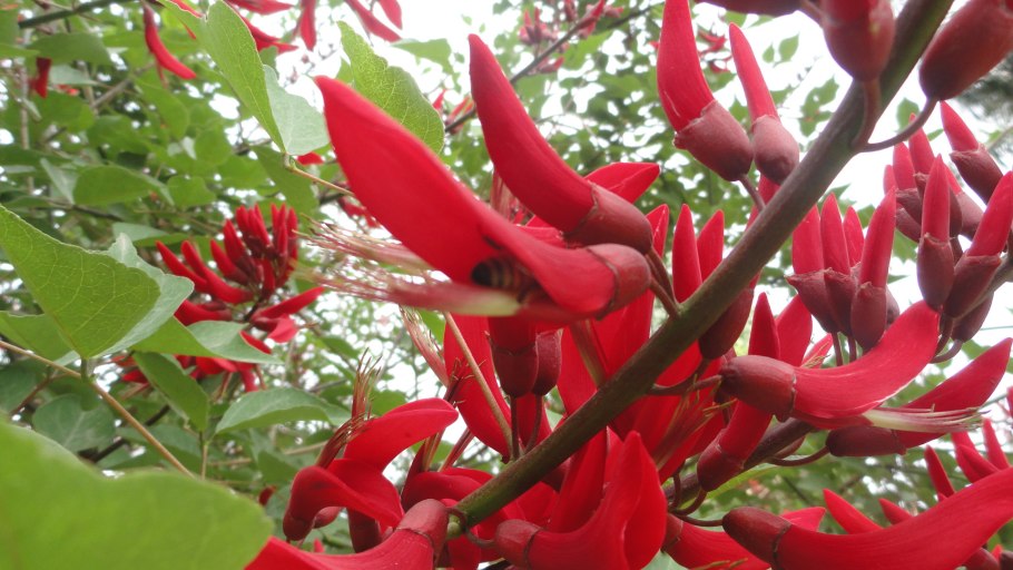 Erythrina variegata