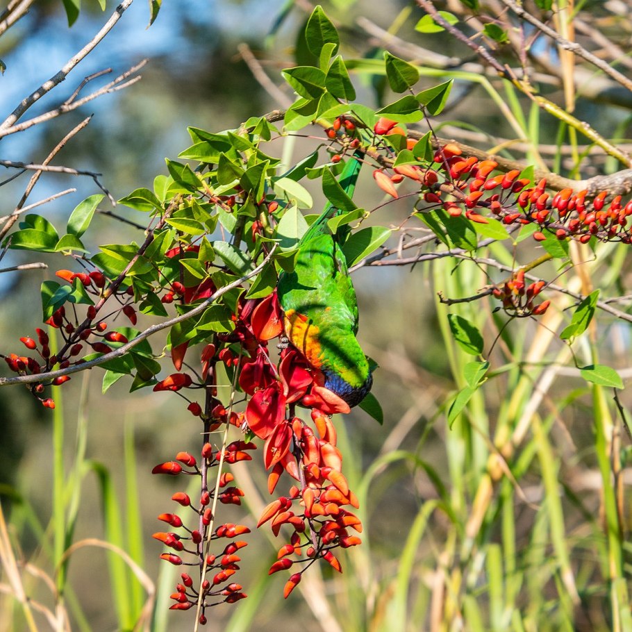 Эритрина Гавайская