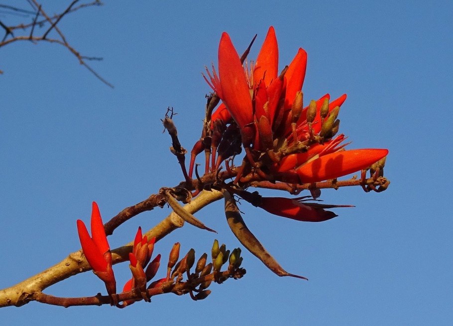 Эритрина (erythrina)