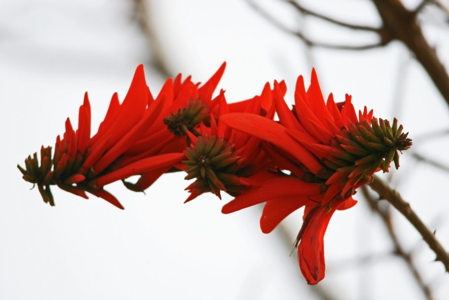 Эритрина Гавайская