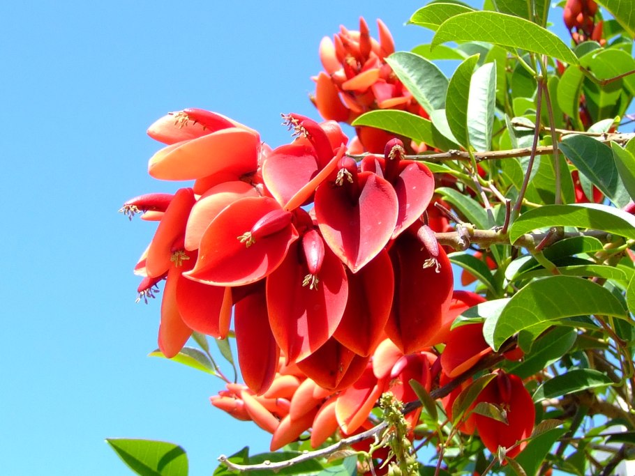 Erythrina crista galli