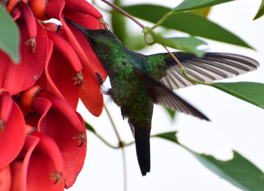 Колибри птица