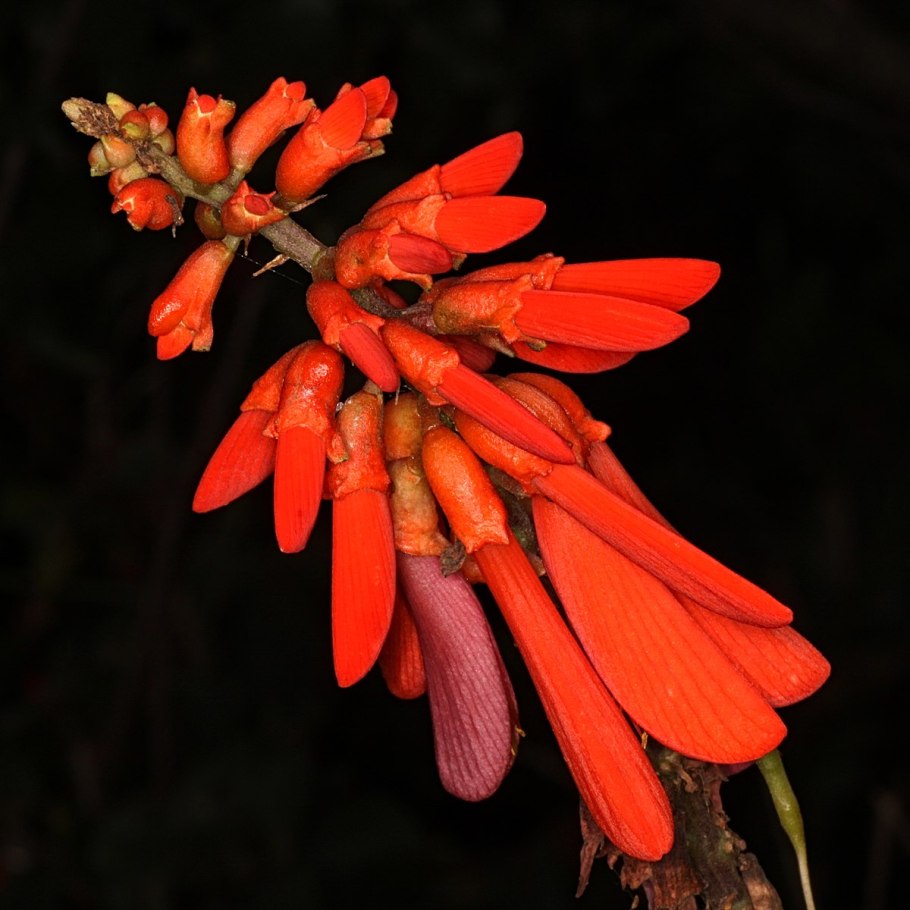 Erythrina humeana