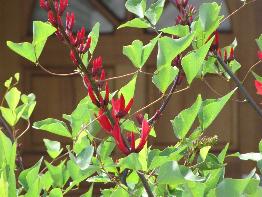 Erythrina corallodendron