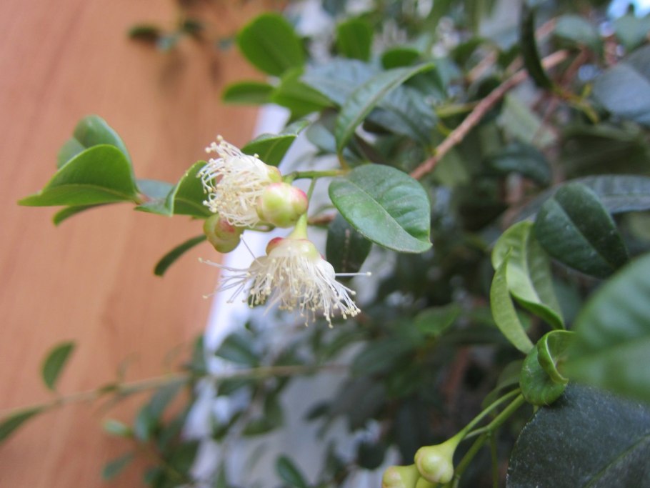 Сизигиум Малаккский