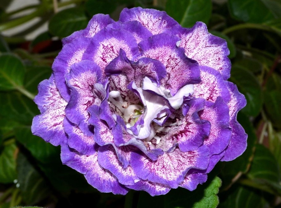 Евгения цветок картинки