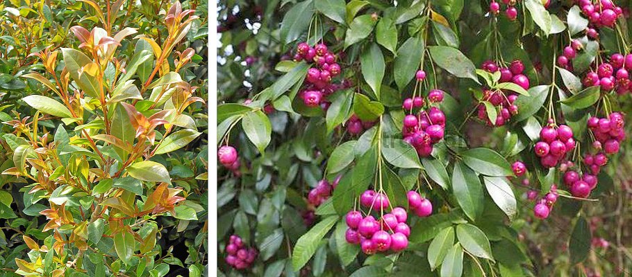 Растение Eugenia Grumichama