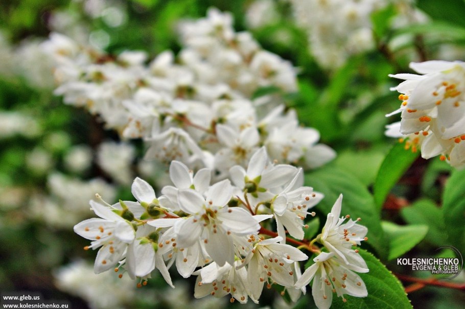 Дейция белоснежная кустарник