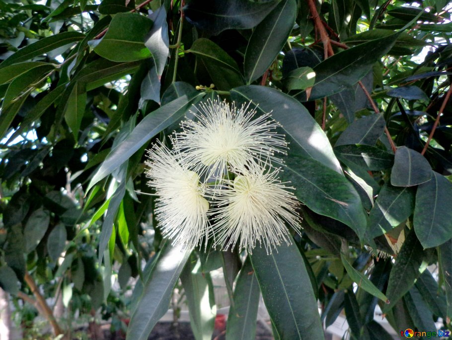 Сизигиум метельчатый Евгения миртолистная