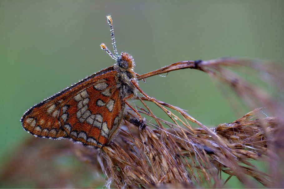 Художник Евгения Трифонова Акварельная живопись