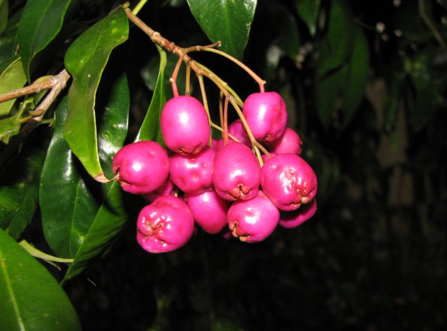 Евгения миртолистная